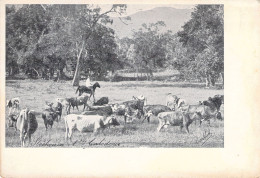 NOUVELLE CALEDONIE -Stochmaen Nelle Calédonie - Troupeau De Vaches - Carte Postale Animée - Nouvelle Calédonie