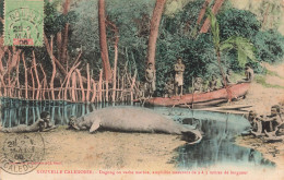 Nouvelle Calédonie - Dugong Ou Vache Marine Amphibie Mesurant....Colorisé - Animé - Carte Postale Ancienne - Nouvelle-Calédonie