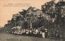 Nouvelle Calédonie - Dumbéa - Decauville Menant Les Passagers Aux Courses Dumbéa - Animé - Carte Postale Ancienne - New Caledonia