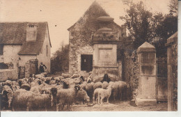 Troupeau Béarnais - Elevage Moutons - Fontaine  PRIX FIXE - Bearn