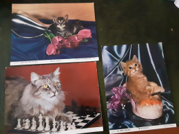 2 PHOTO CARTE MEXISONOR SUR LES CHATS - Foto