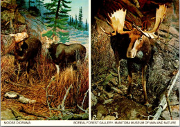 Canada Winnipeg Manitoba Museum Of Man And Nature Boreal Forest Gallery Moose Diorama - Winnipeg
