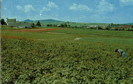 CPSM Potato Farm Typical Of Many Throughout Aroostook County In Maine - Cultures