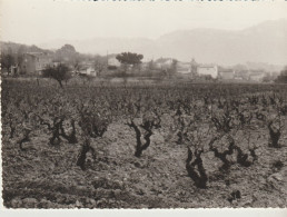 C.P. - PHOTO  - LE PLAN DU CASTELLET - VUE D'ENSEMBLE - CAUJOLLE - - Le Castellet