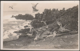 Sea Gulls, Land's End, Cornwall, C.1940s - First And Last House RP Postcard - Land's End