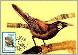 GYMNOSTINOPS MONTEZUMA - Zacua Mayor - Montezuma Oropendola. Cluj Napoca 1992 - Mechanical Postmarks (Advertisement)