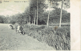 Anthée Paysage Sur Le Floyon Bucolique 1913 Edit. Henry Deroyer - Onhaye