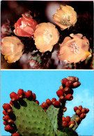 (1 Q 35) Tunisia (posted To France 1985) Fleur De Cactus - Cactus