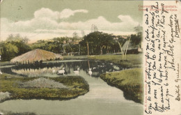 GUYANA - BRITISH GUYANA - GEORGETOWN, DEMERARA. SCENE. BOTANIC GARDENS - ED. KAPS - 1900s - Guyana (voorheen Brits Guyana)