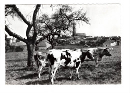 Senzeilles-Senzeille ( Cerfontaine )Vue Du Village Et De L'Eglise Vache - Cerfontaine