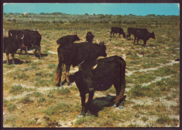 CAMARGUE TAUREAUX EN LIBERTE - Taureaux