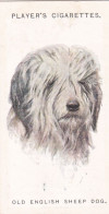 Dogs Heads By Wardle 1926 - Original Wills Cigarette Card - 31 Old English Sheepdog - Wills
