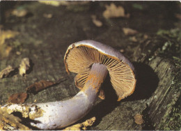 Carte Champignon Cortinaire Blanc Violet Très Bon état Voir Les Scans - Mushrooms