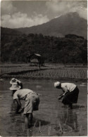 PC CPA Working On The Rice Fields INDONESIA (a14965) - Indonésie