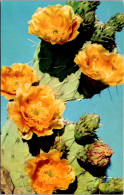Blooming Prickly Pear Cactus - Cactus