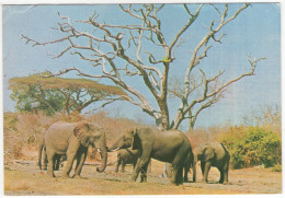 Elephants - Zimbabwe - (1979) - Zimbabwe