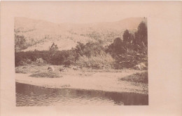 Nouvelle Calédonie - Nouméa - Carte Photo - Vaches Au Bord De L'eau - Carte Postale Ancienne - Nuova Caledonia