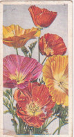 15 Eschscholtzia - Annuals 1939 - Godfrey Phillips Cigarette Card - Original - Phillips / BDV