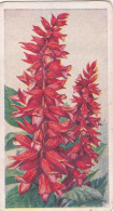 36 Salvia - Annuals 1939 - Godfrey Phillips Cigarette Card - Original - Phillips / BDV