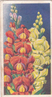 3 Antirrhinum - Annuals 1939 - Godfrey Phillips Cigarette Card - Original - Phillips / BDV