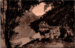 Scotland Loch Katrine Path By The Loch Sheep And Shepherd Real Photo - Perthshire