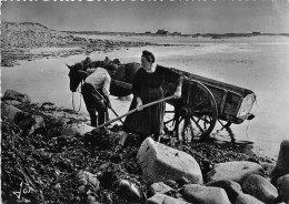 29-PENMARC'H-SAINT-GUENOLE- RECOLTE DE GOËMON PRES DE LA TORCHE DANS L'ANSE DE PORZ-CARN - Penmarch