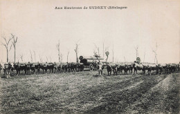 AUSTRALIE - S13925 - Aux Environs De Sydney - Attelages - Agriculture- L23 - Autres & Non Classés