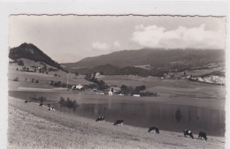 Pont-la-Ville,  Lac De La Gruyère, Vaches Broutant, Chapelle - Chapelle