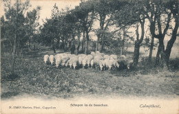 CALMPTHOUT KALMTHOUT  SCHAPEN IN DE BOSSCHEN            2 SCANS - Bornem