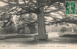 Rennes * Au Parc Thabor * étude D'arbres * Tree - Rennes