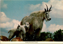 Canada Rocky Mountain Goats - Cartoline Moderne