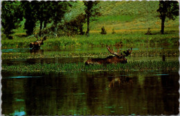 Canada Bull Moose Monarch Of The Forest Feeding At Lake's Edge - Moderne Ansichtskarten