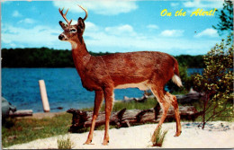 Canada Deer Buck On The Alert - Cartoline Moderne