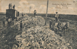 Gathering Buffalo Bones On The Prairie Alberta Train  Ramassage  Carcasses De Buffles 1907 Vers Billy Sur Aisne Venizel - Altri & Non Classificati