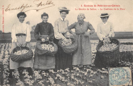 CPA 45 LES ENVIRONS DE PITHIVIERS EN GATINAIS LA RECOLTE DU SAFRAN LA CUEILLETTE DE LA FLEUR - Altri & Non Classificati