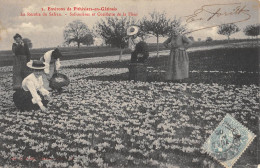 CPA 45 ENVIRONS DE PITHIVIERS EN GATINAIS LA RECOLTE DU SAFRAN SAFRANIERES ET CUEILLETTE DE LA FLEUR - Altri & Non Classificati