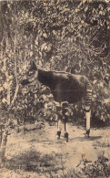 CONGO BELGE - Okapi - Carte Postale Ancienne - Belgian Congo