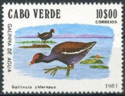CAP VERT - Gallinule Poule-d'eau (Gallinula Chloropus) - Cap Vert