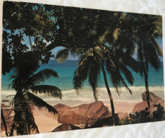 Les Seychelles Mahe 1978 Plage Sable Blond Cocotiers -photo Peter Erbe - Seychelles