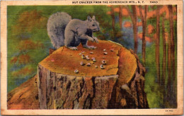 New York Nut Cracker From The Adirondack Mountains With Squirrel 1945 Curteich - Adirondack