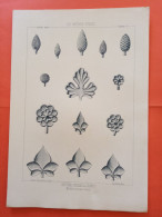 LES METAUX OUVRES 1889 LITHO FER FONTE CUIVRE ZINC " Boutons Feuilles Graines Mr Verneuil Serrurier à Paris " 1 PLANCHE - Architecture