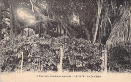 NOUVELLE CALEDONIE - Le Café - La Cueillette - Edition G De Béchade - Carte Postale Ancienne - Nouvelle Calédonie