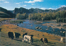 Mongolia Bogdyn Gol River Zabhan Aimak Picturesque Natural Landscape Buffalos - Mongolei