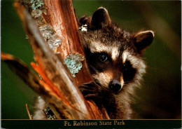 Nebraska Fort Robinson State Park Raccoon - Otros & Sin Clasificación