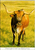 Oklahoma Teaxs Longhorn Cattle In The Oklahoma Prairie - Other & Unclassified