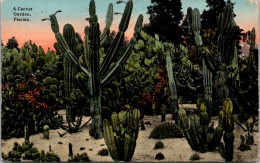 Florida A Cactus Garden 1916 - Jacksonville