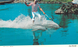 Postcard United States > CA - California San Diego Dolphin Tamer - San Diego