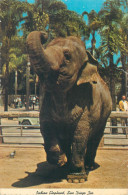 Postcard United States > CA - California > San Diego Zoo Indian Elephant - San Diego