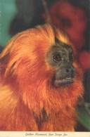 Postcard United States > CA - California > San Diego Zoo Golden Marmoset - San Diego