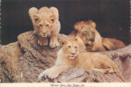 Postcard United States > CA - California > San Diego Zoo African Lion - San Diego